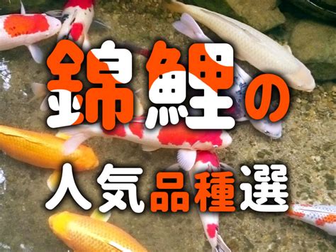 錦鯉種類|錦鯉の種類 人気品種は？錦鯉の違い・見分け方を徹底解説！ 